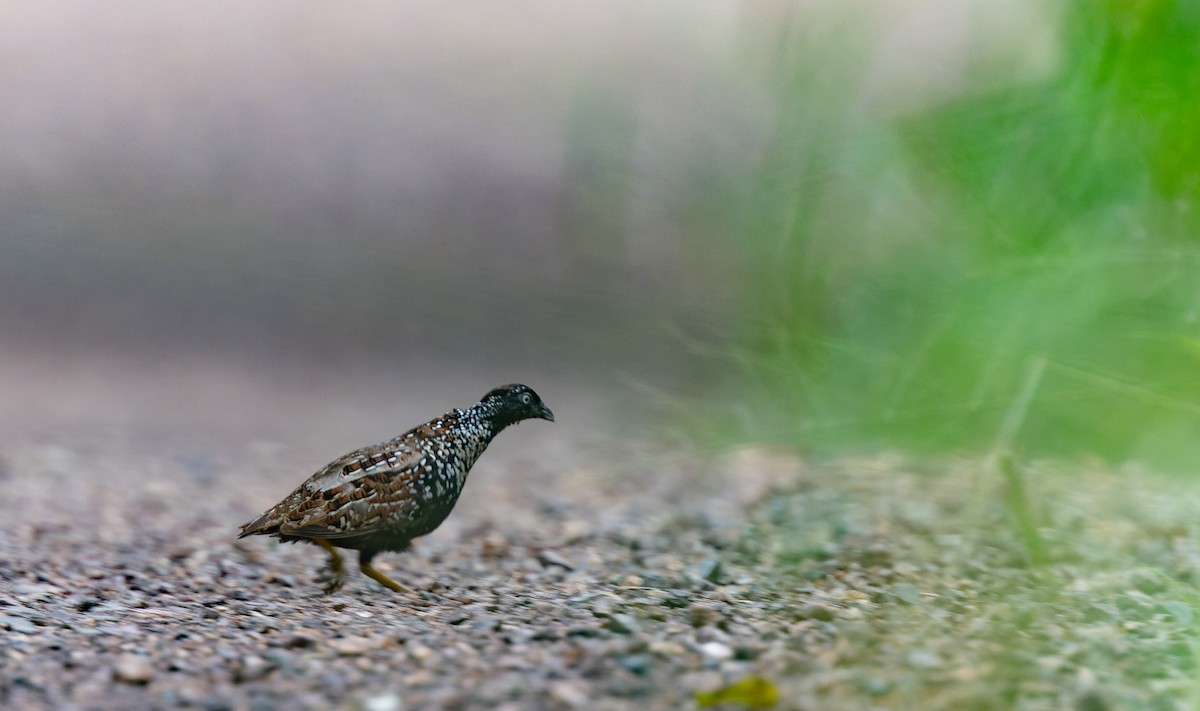 Black-breasted Buttonquail - ML614840267