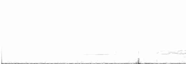 káně rudochvostá (ssp. socorroensis) - ML614840313