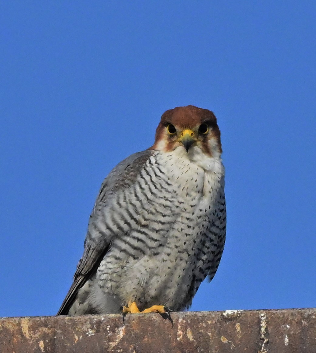 Red-necked Falcon - ML614840316