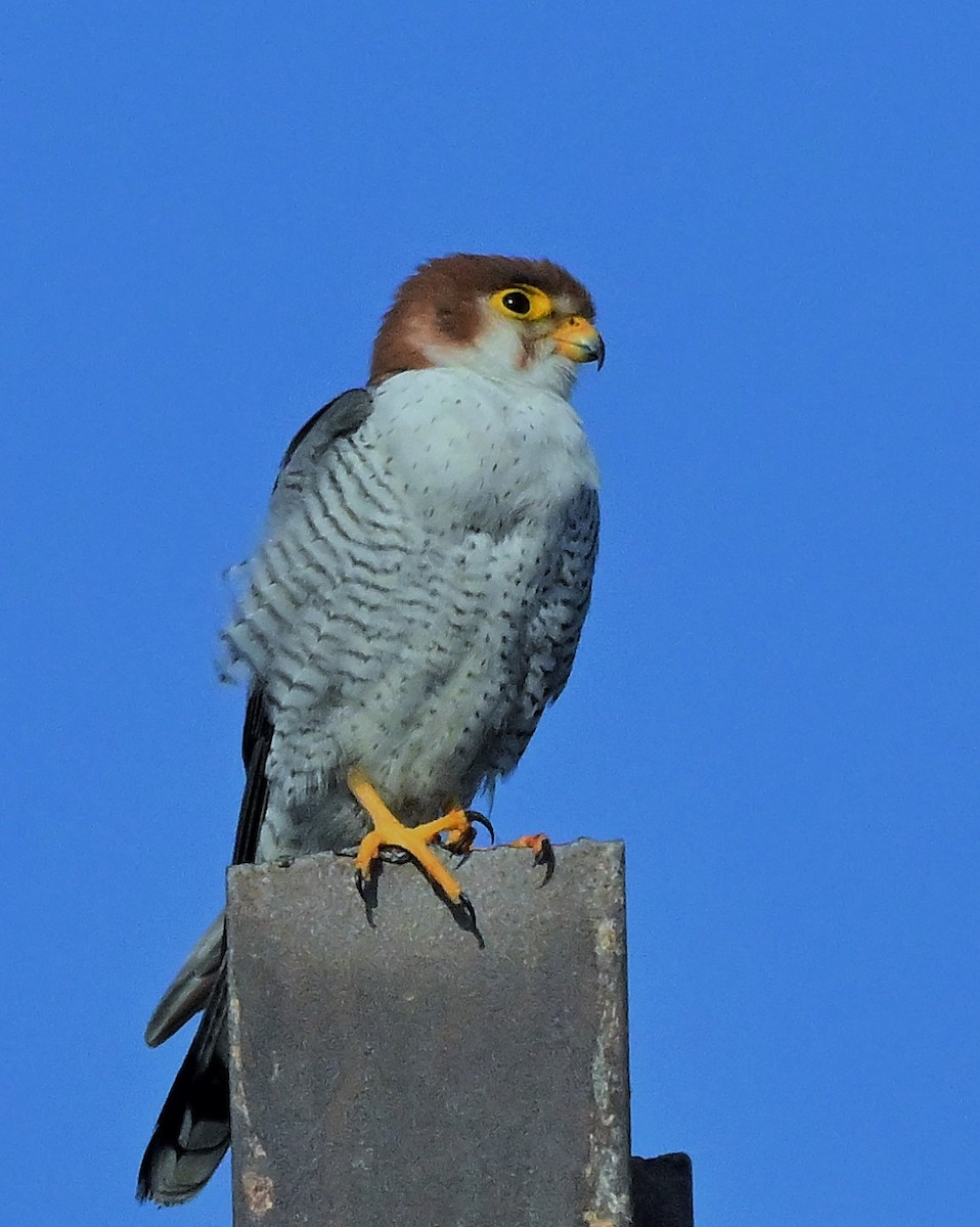 Red-necked Falcon - ML614840317