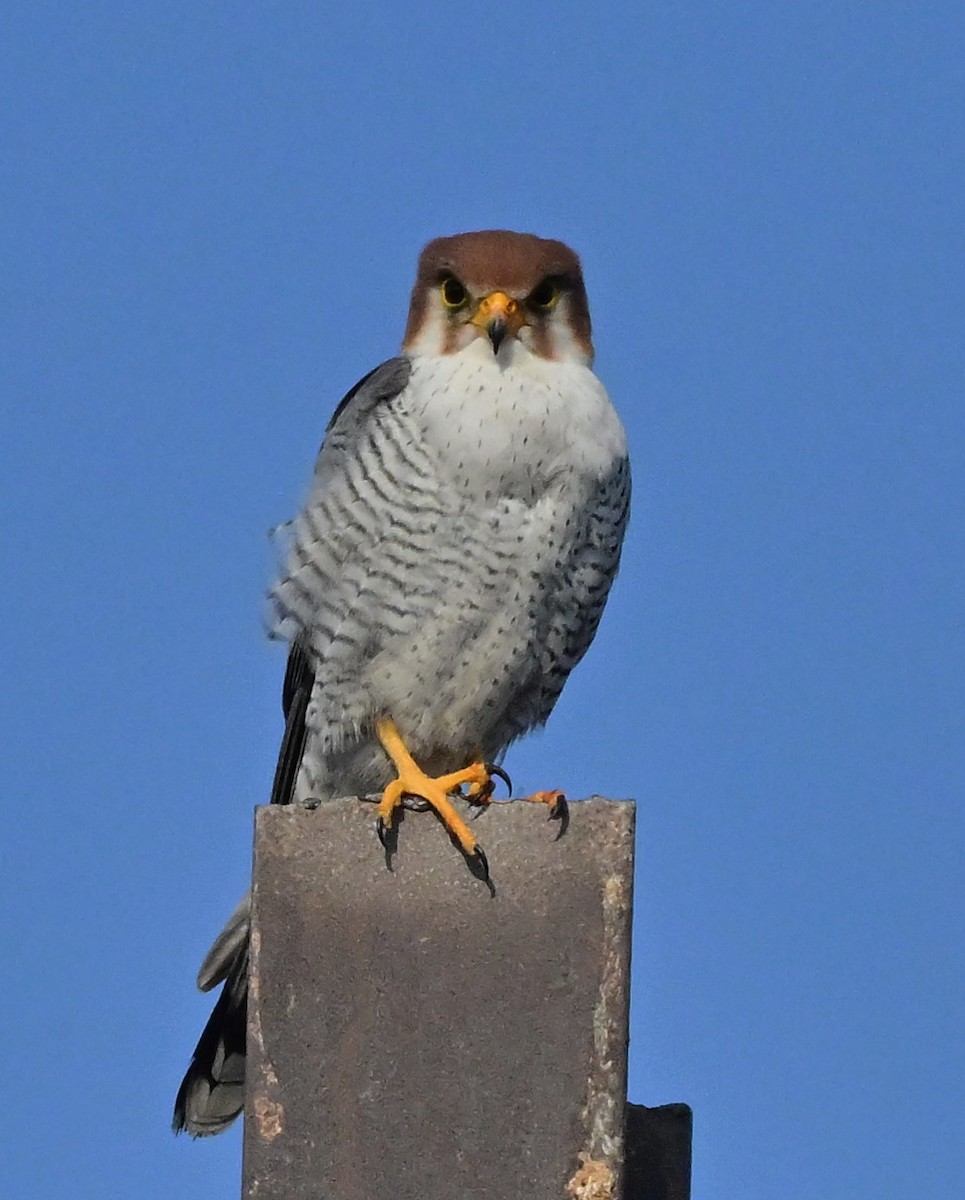 Red-necked Falcon - ML614840318