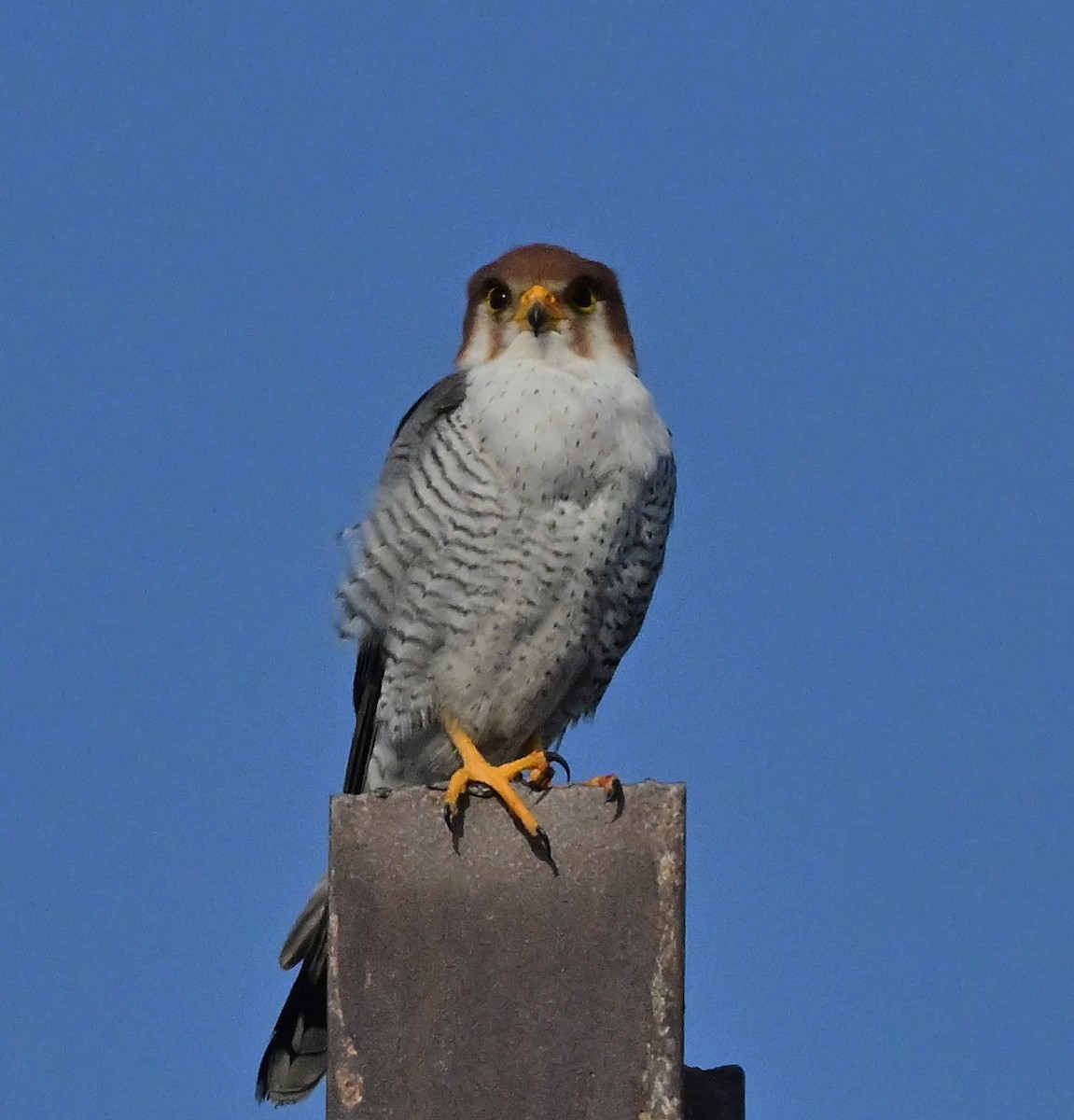 Red-necked Falcon - ML614840319