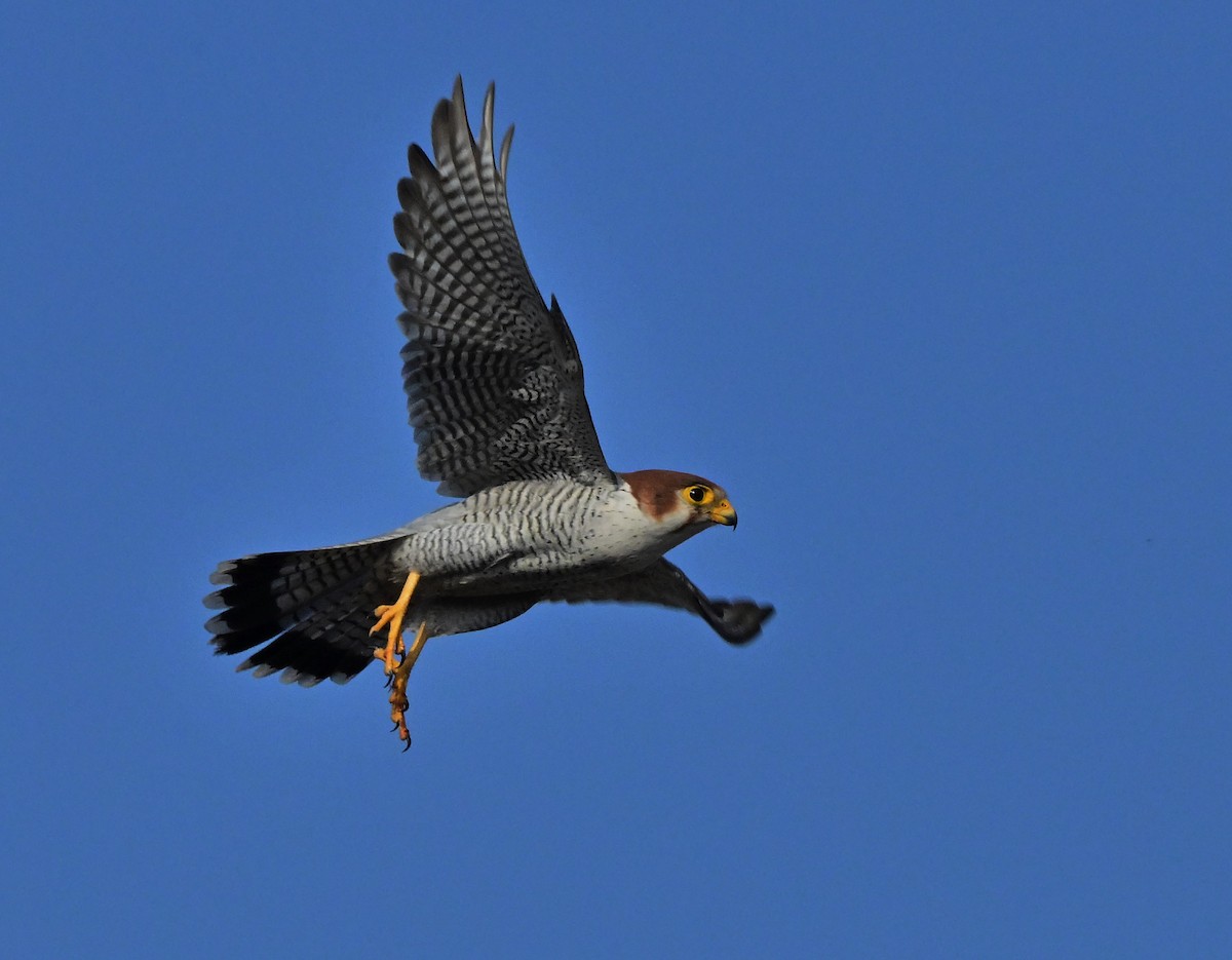 Red-necked Falcon - ML614840321