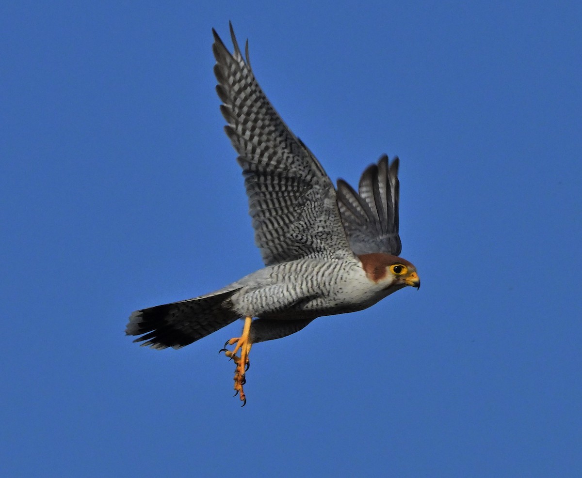 Red-necked Falcon - ML614840322
