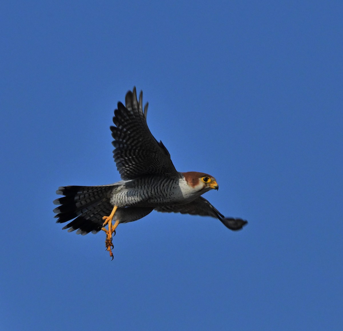 Red-necked Falcon - ML614840323