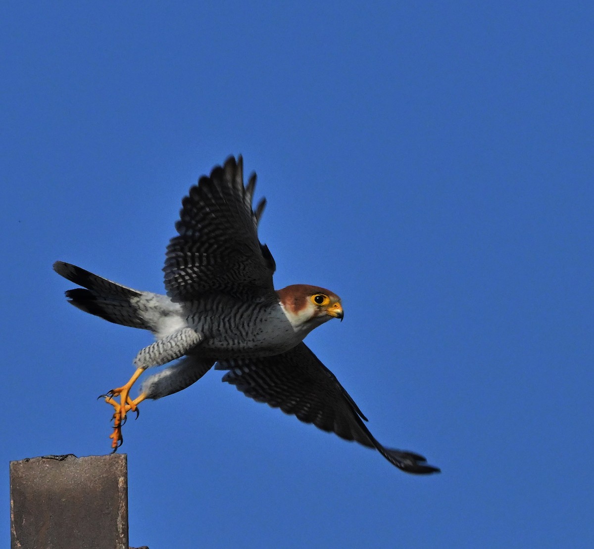 Red-necked Falcon - ML614840324