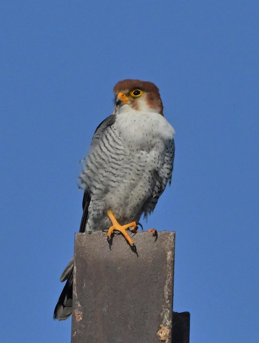 Red-necked Falcon - ML614840325
