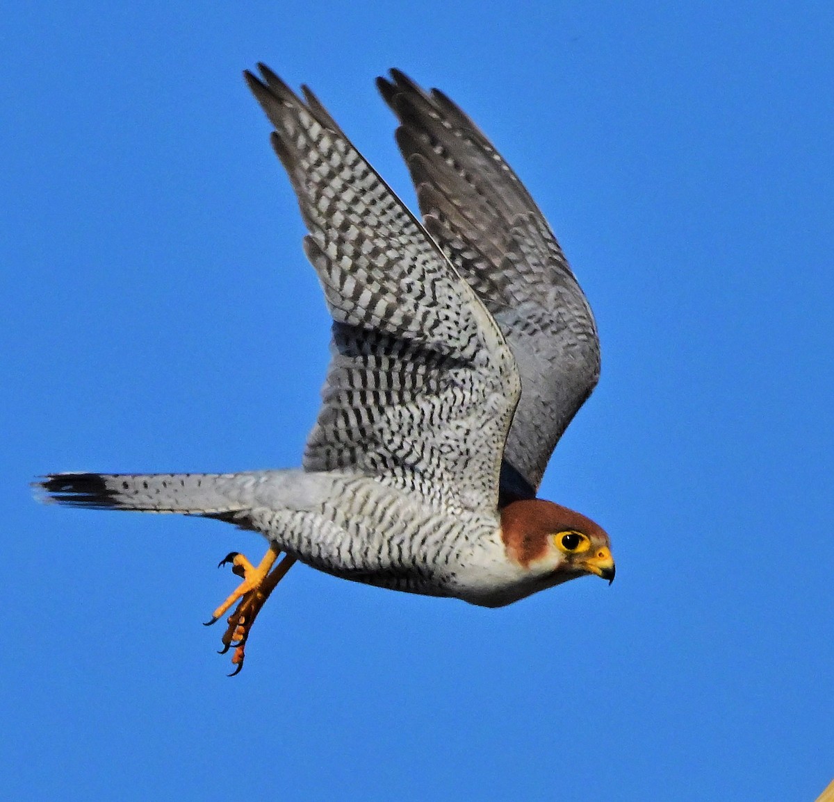 Red-necked Falcon - ML614840326