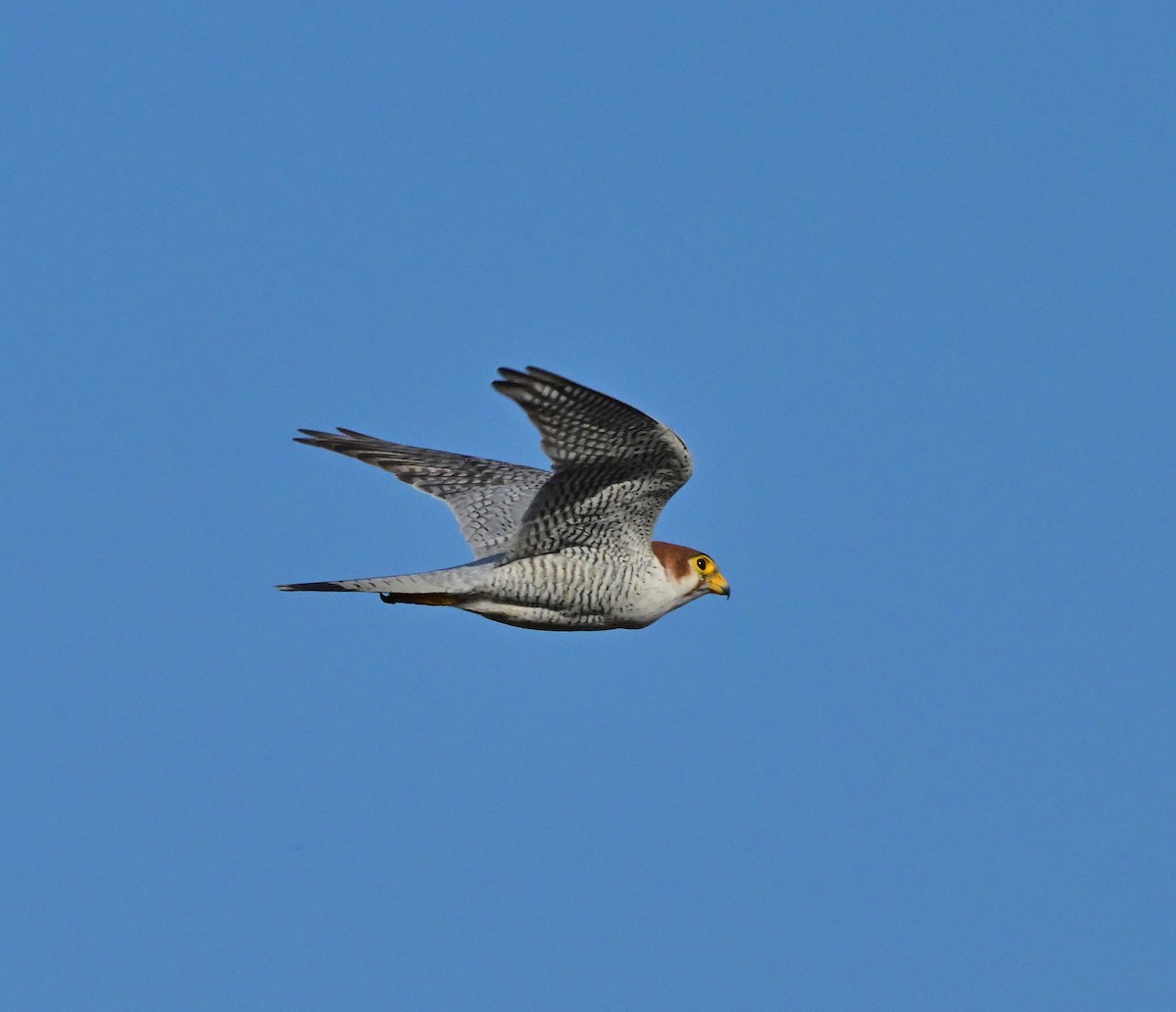 Red-necked Falcon - ML614840327