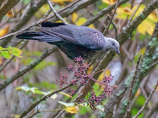  - Speckled Wood-Pigeon