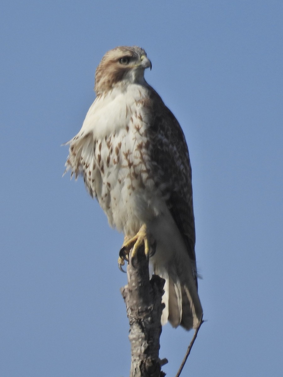 Red-tailed Hawk - ML614840516