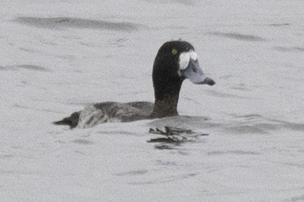 Greater Scaup - ML614840549
