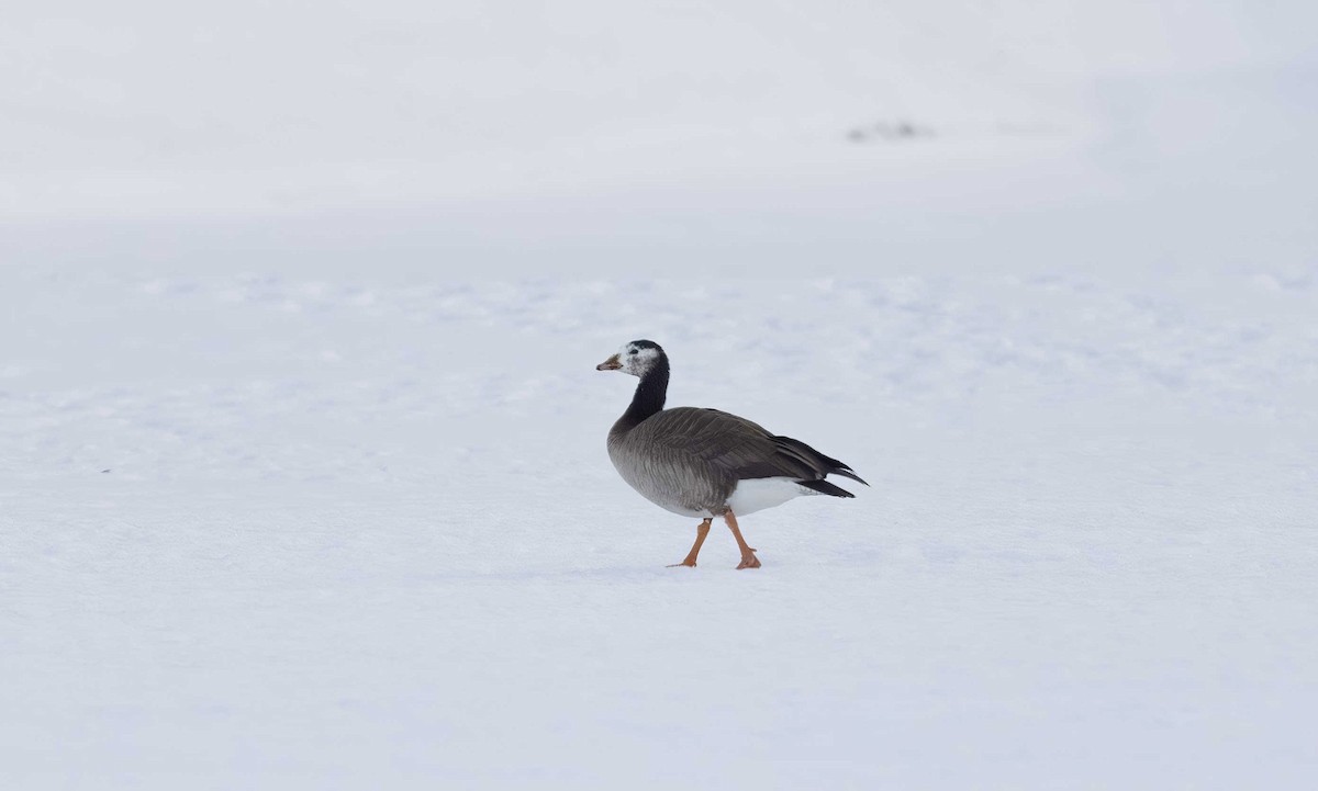 Greater White-fronted x Cackling Goose (hybrid) - ML614840923