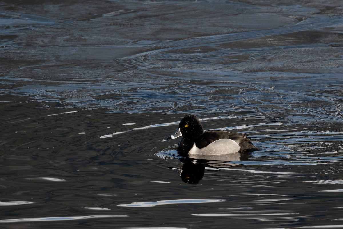Ring-necked Duck - ML614841265