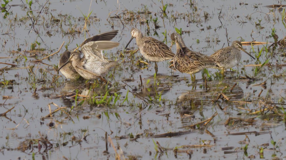 Long-billed Dowitcher - ML614841266