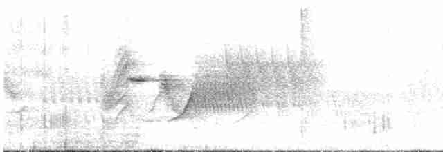 Тауї плямистий (підвид socorroensis) - ML614841351