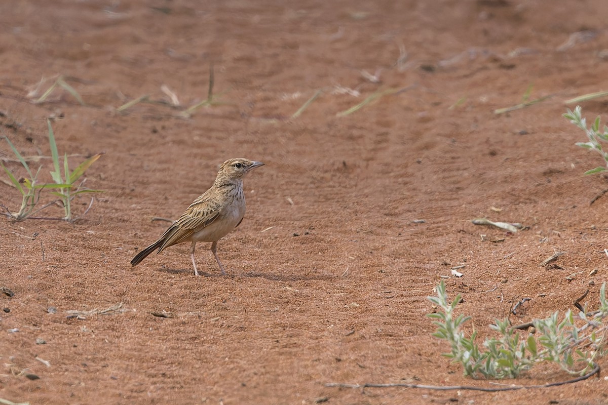 Fawn-colored Lark (Fawn-colored) - ML614841352