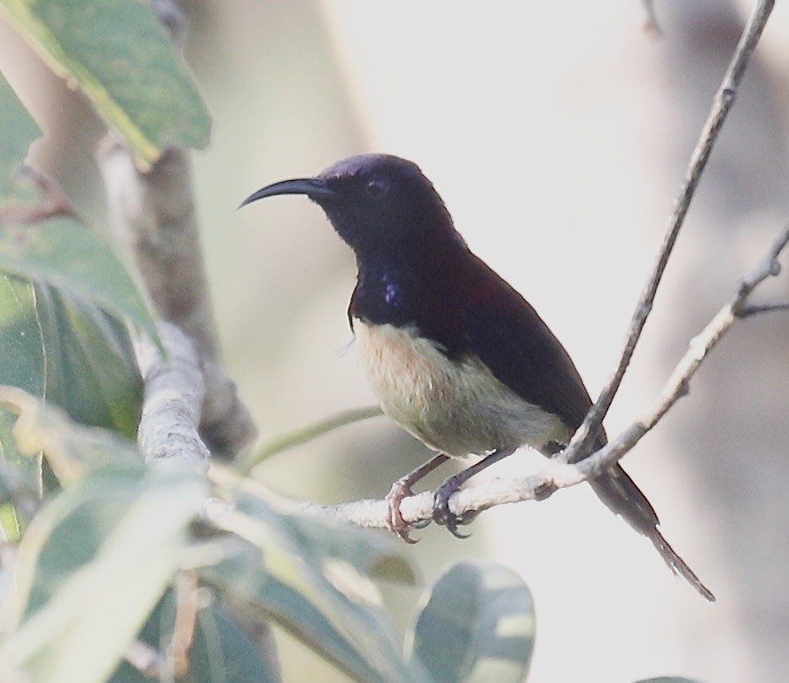 Black-throated Sunbird - ML614841426