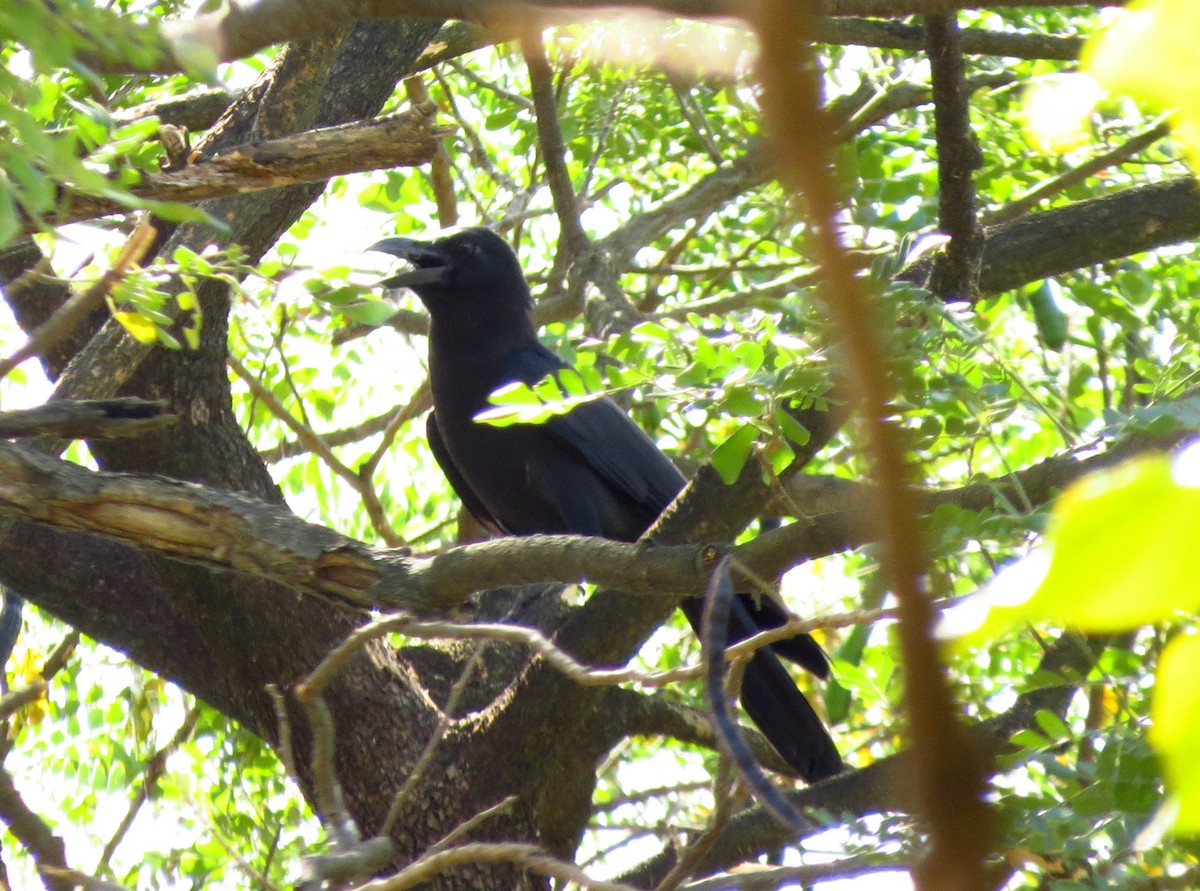 Large-billed Crow - ML614841445