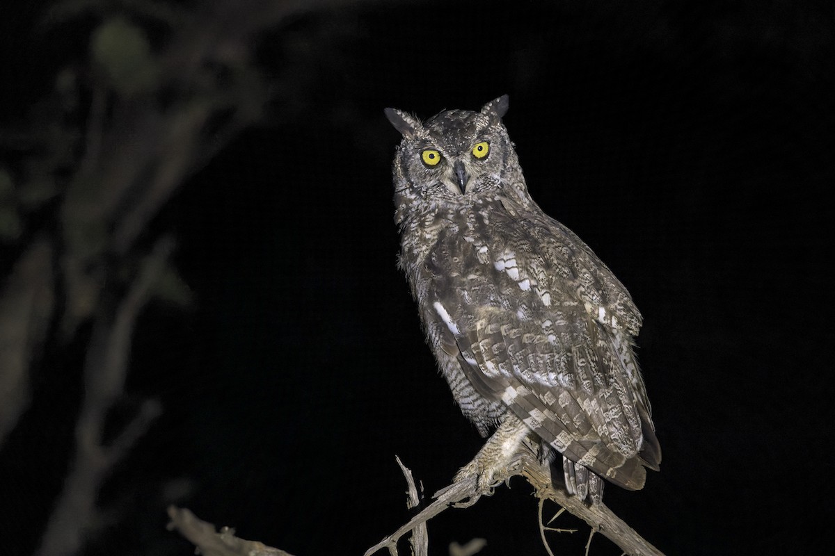 Spotted Eagle-Owl - ML614841533