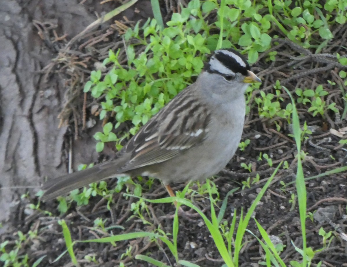 White-crowned Sparrow - ML614841578