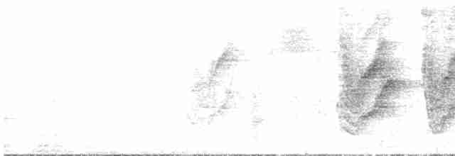 Spotted Towhee (Socorro) - ML614841664