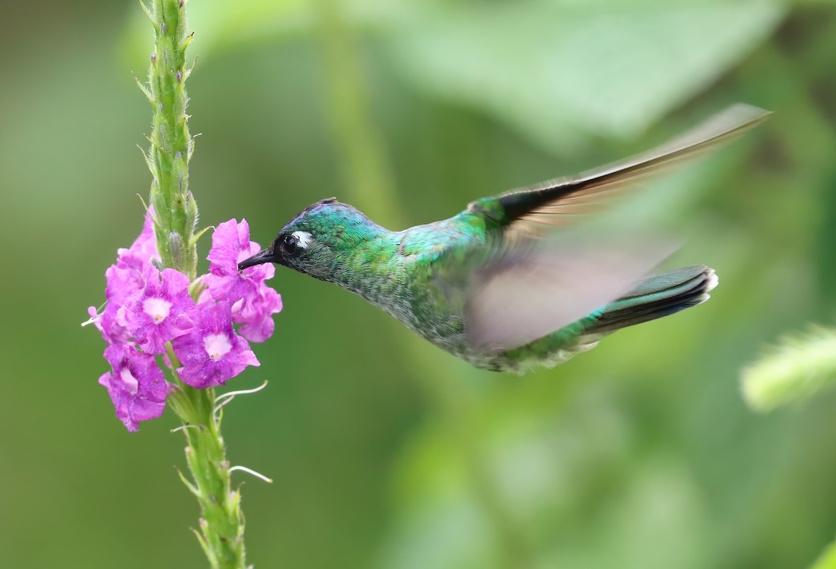 Violet-headed Hummingbird - ML614841806