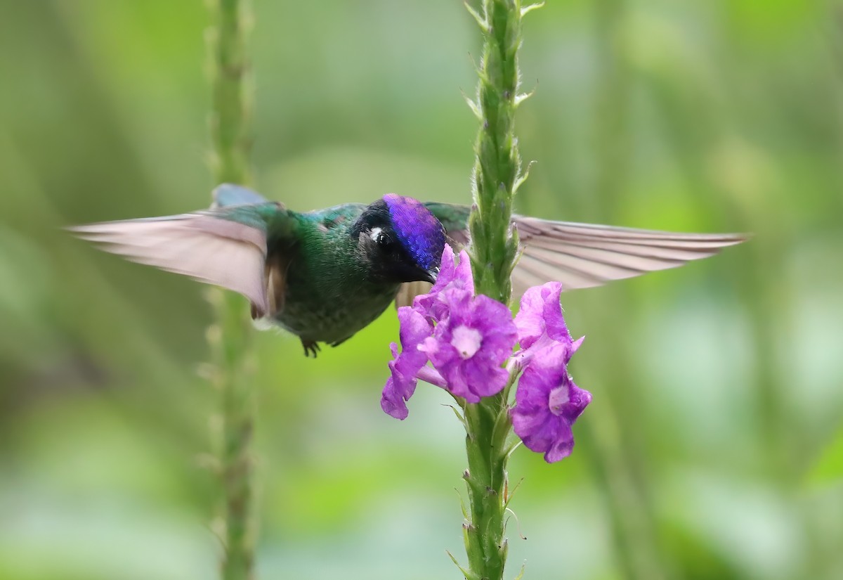 Violet-headed Hummingbird - ML614841853