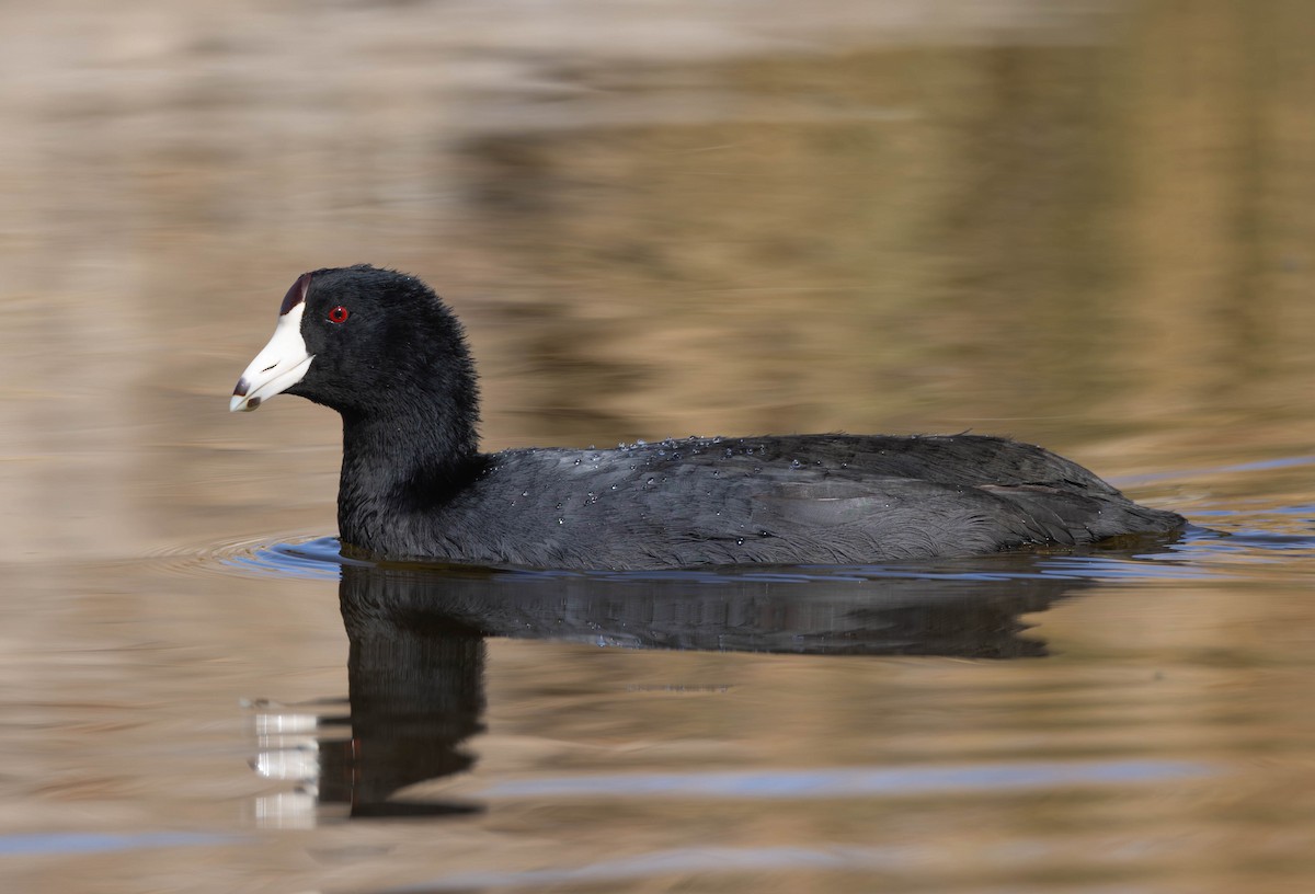 American Coot (Red-shielded) - ML614841870