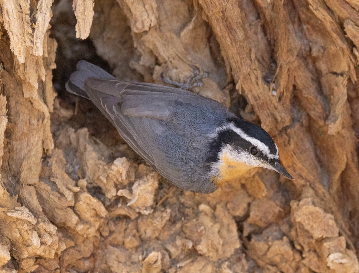 Red-breasted Nuthatch - ML614841880