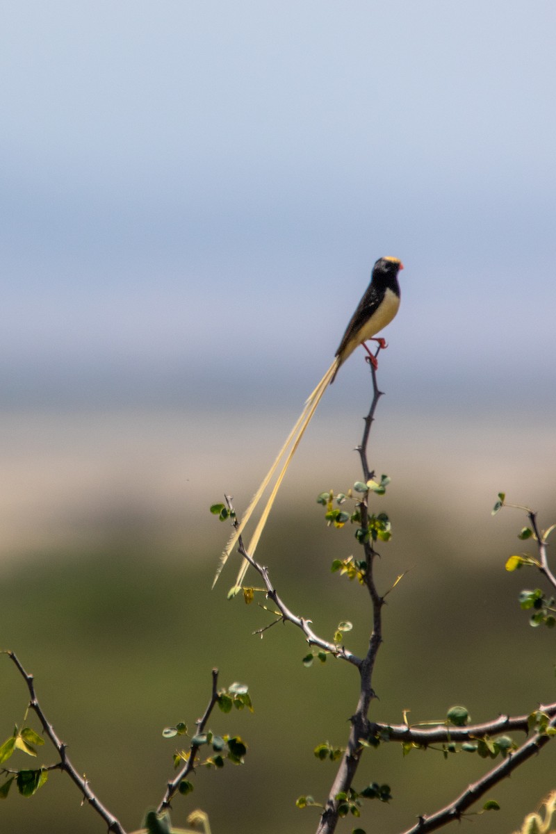 Straw-tailed Whydah - Nathan Mixon