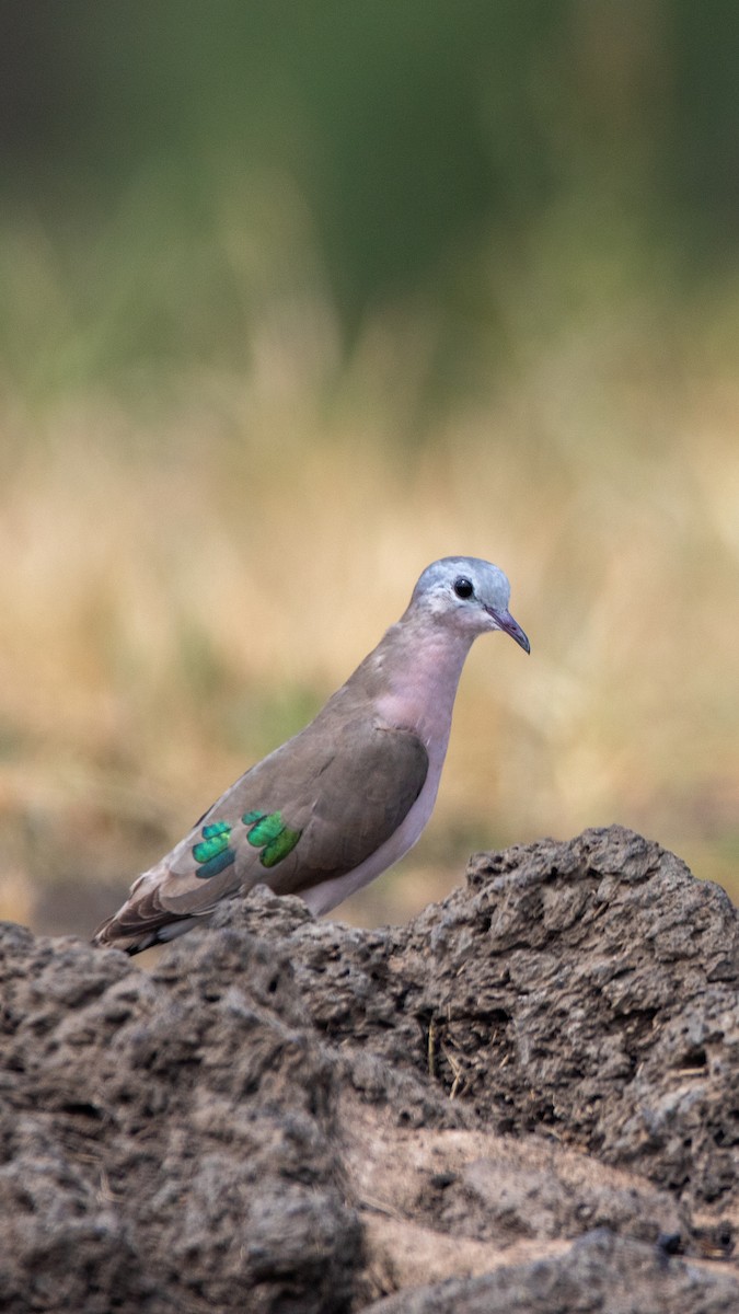 Emerald-spotted Wood-Dove - ML614842287