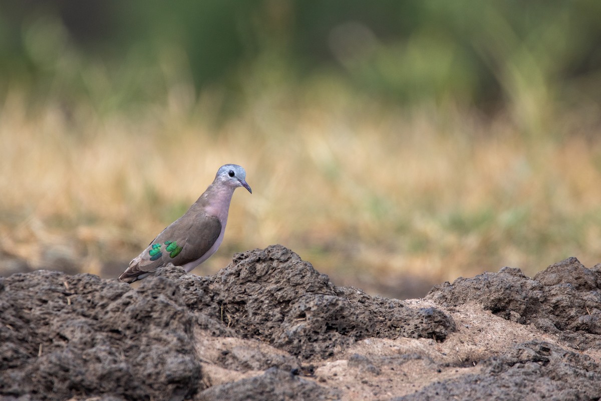 Emerald-spotted Wood-Dove - ML614842288