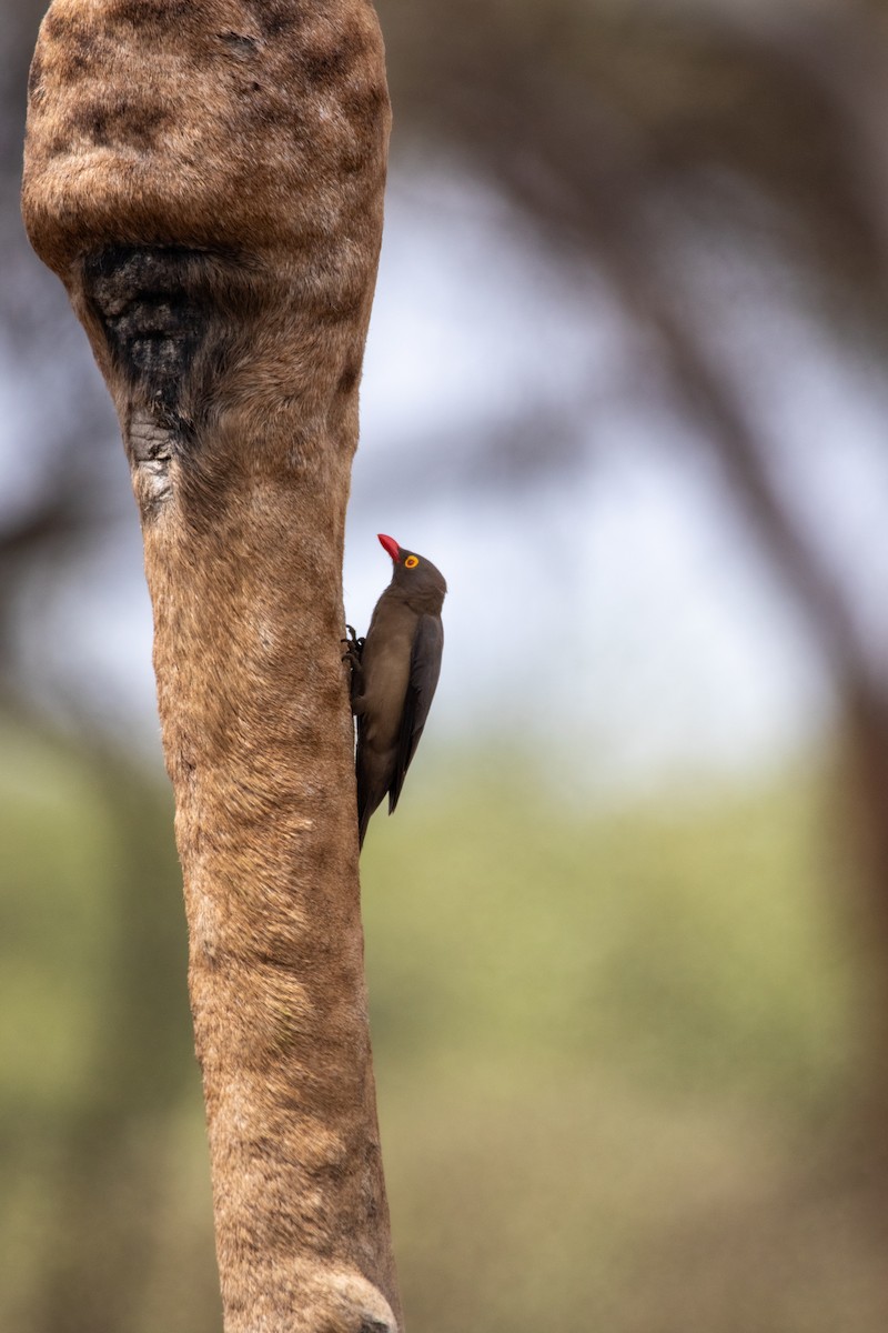 Red-billed Oxpecker - ML614842353