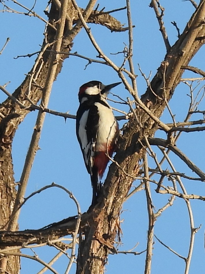 White-winged Woodpecker - ML614842371