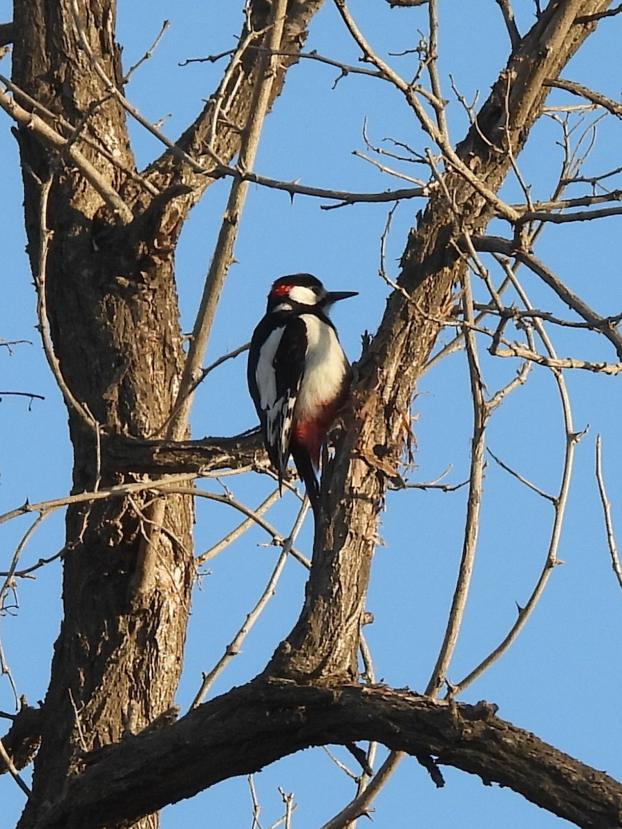 White-winged Woodpecker - ML614842372