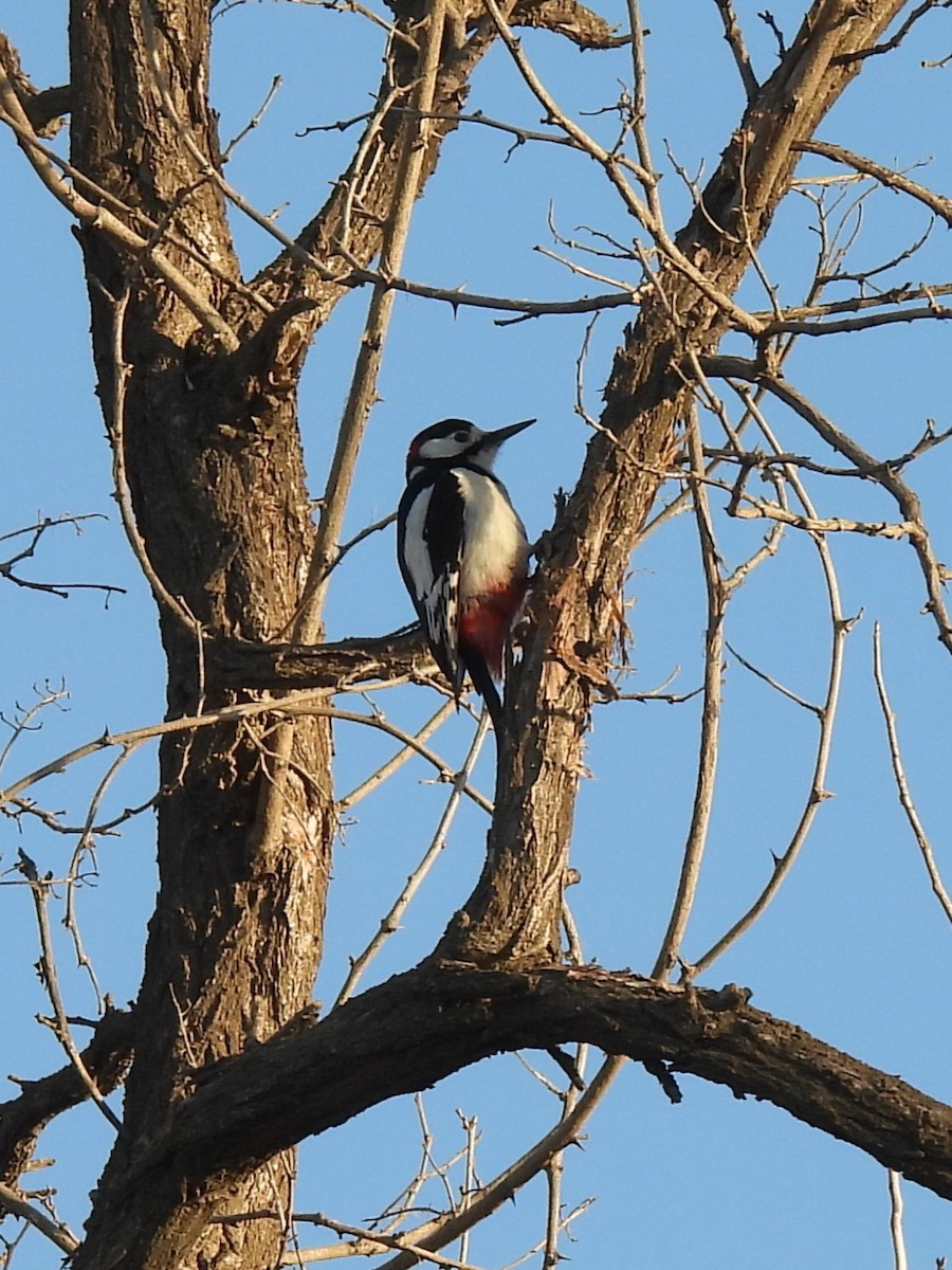 White-winged Woodpecker - ML614842373