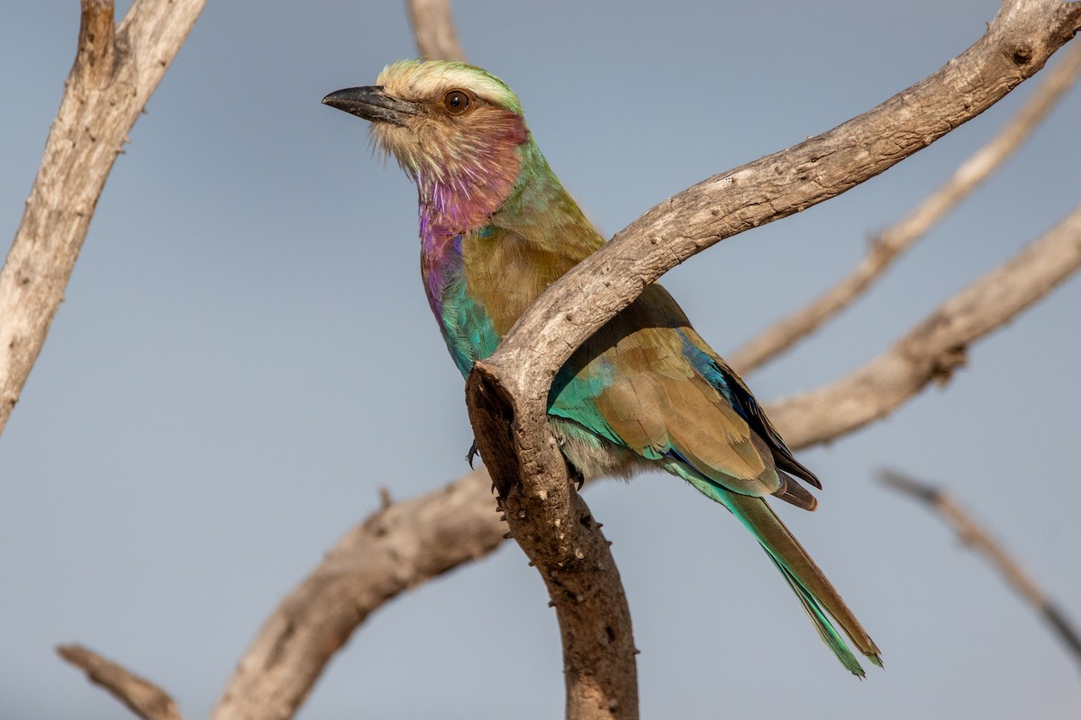 Lilac-breasted Roller - ML614842413