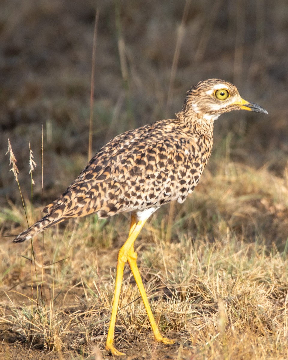 Spotted Thick-knee - ML614842419