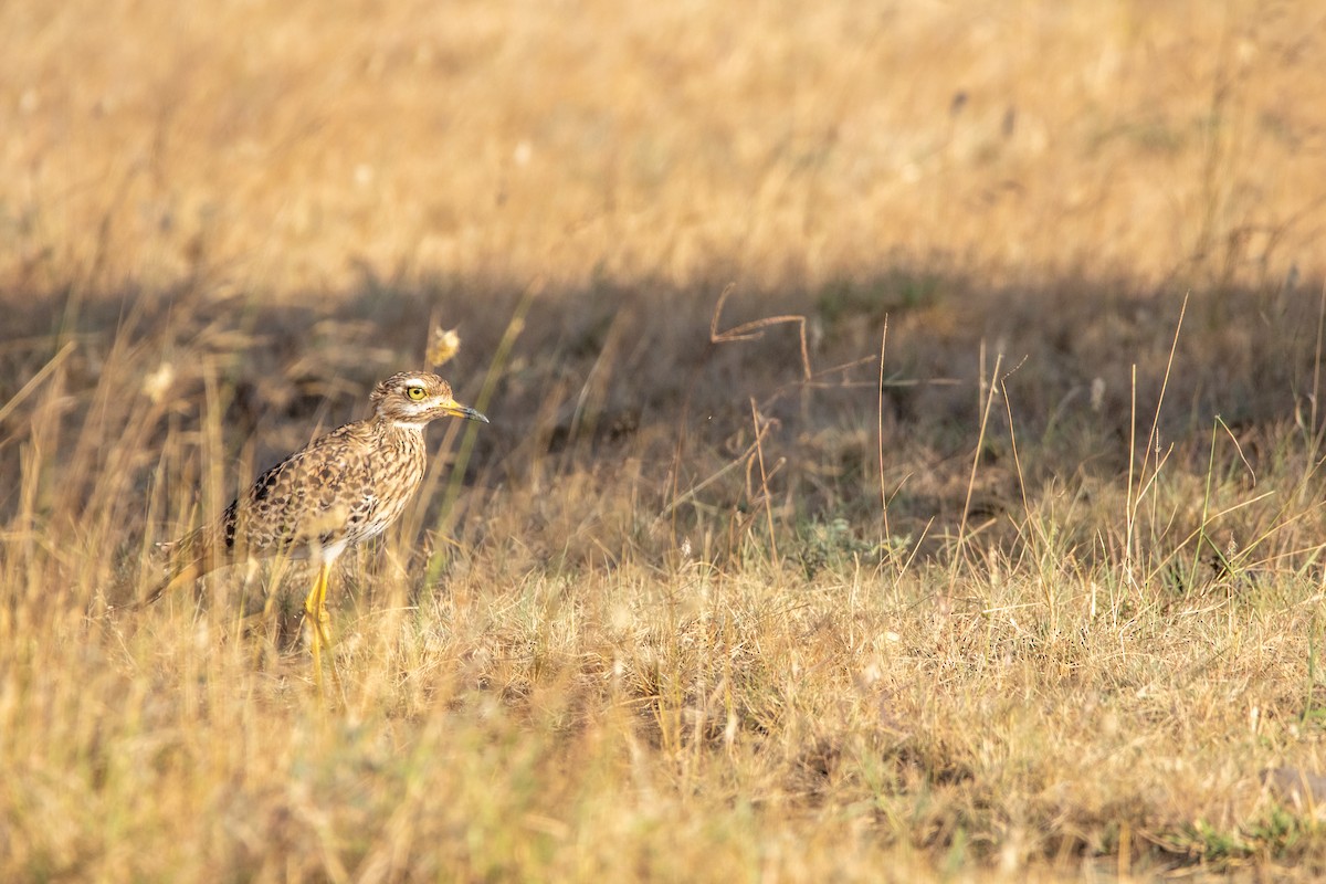 Spotted Thick-knee - ML614842420