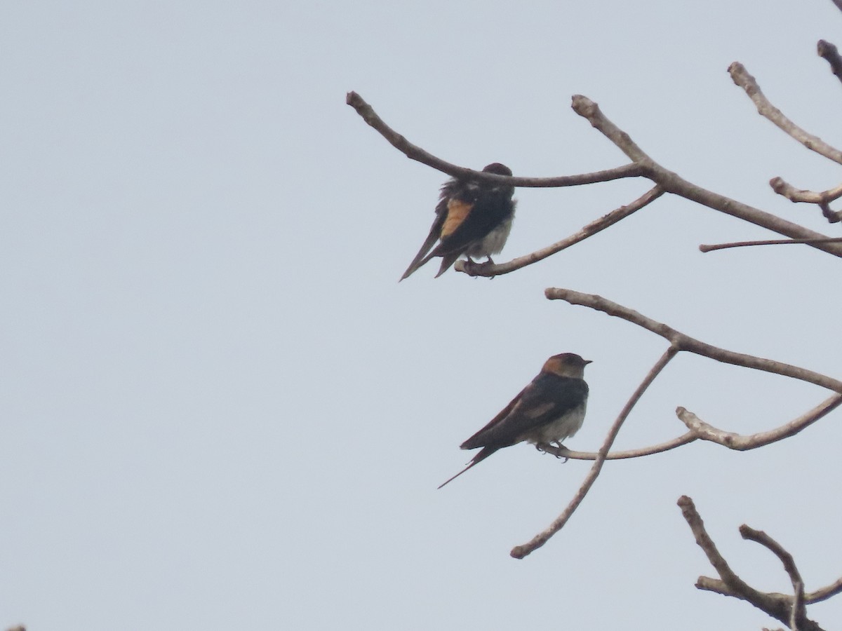 Red-rumped Swallow - ML614842766