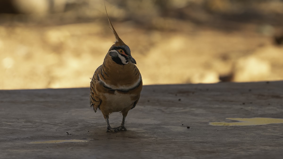 Spinifex Pigeon (White-bellied) - ML614842773