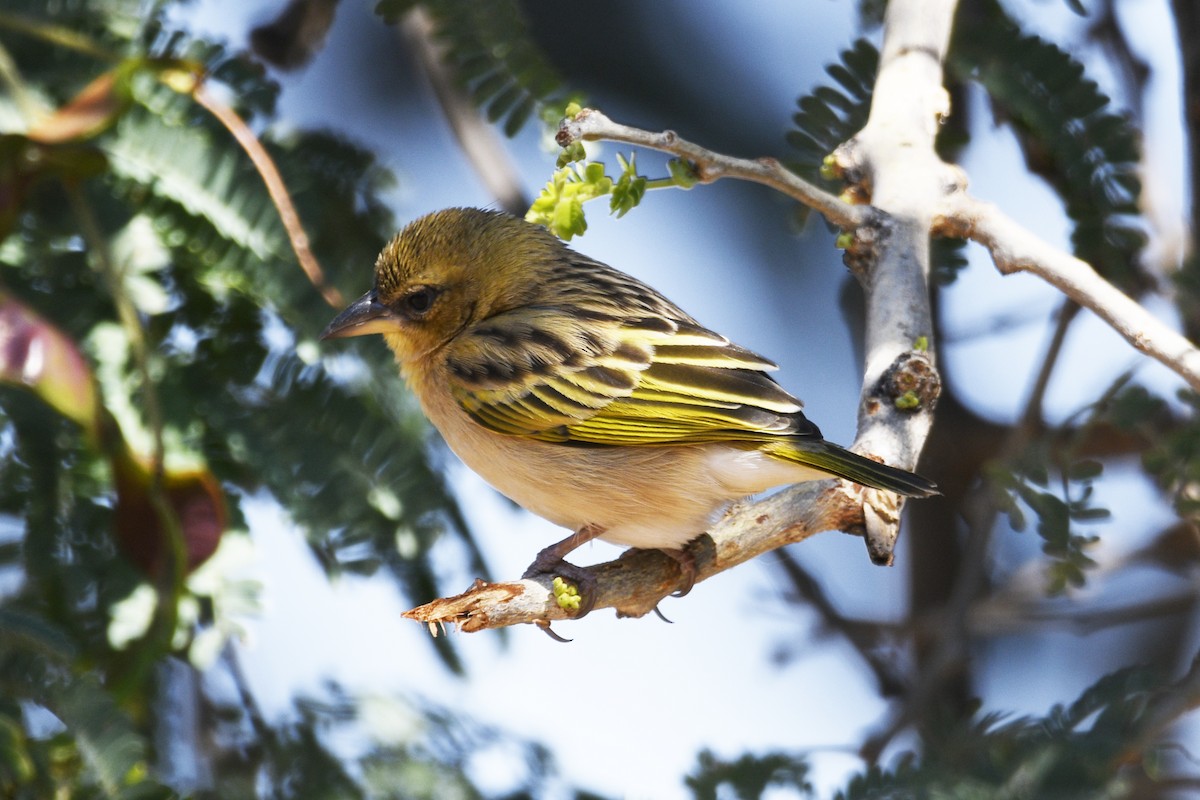 Southern Brown-throated Weaver - ML614842908