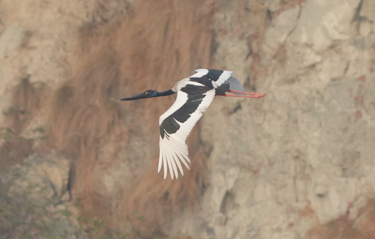 Black-necked Stork - ML614843062