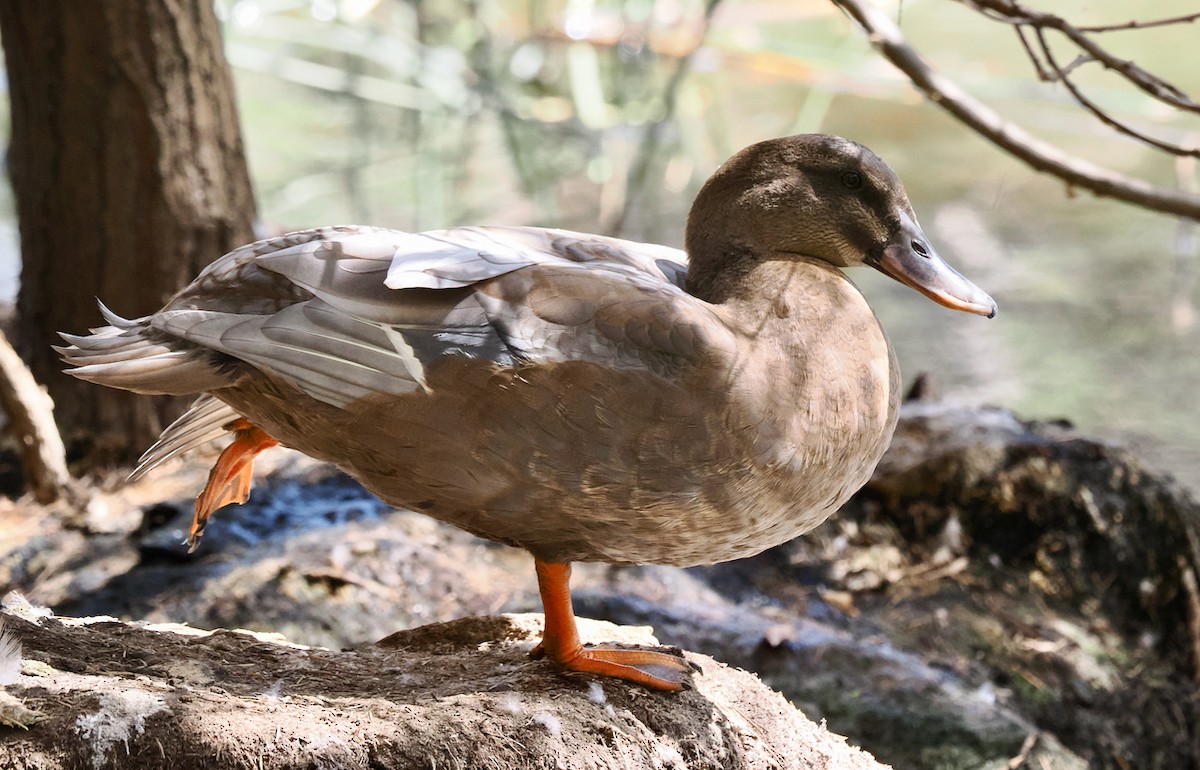 Mallard x Pacific Black Duck (hybrid) - ML614843192