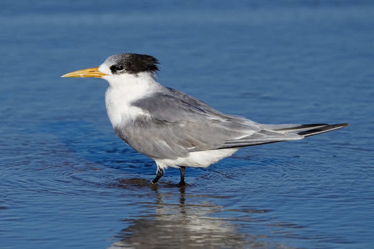 Great Crested Tern - ML614843352