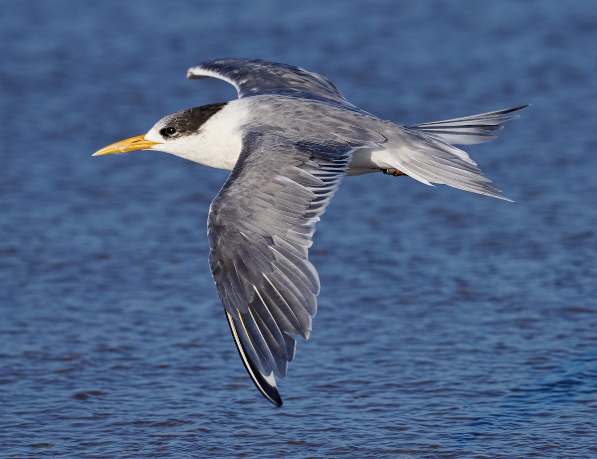 Great Crested Tern - ML614843355
