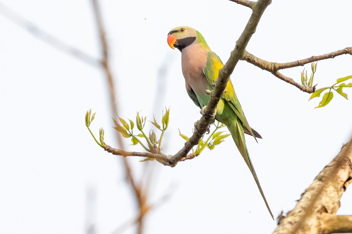 Red-breasted Parakeet - Daniel Danckwerts (Rockjumper Birding Tours)