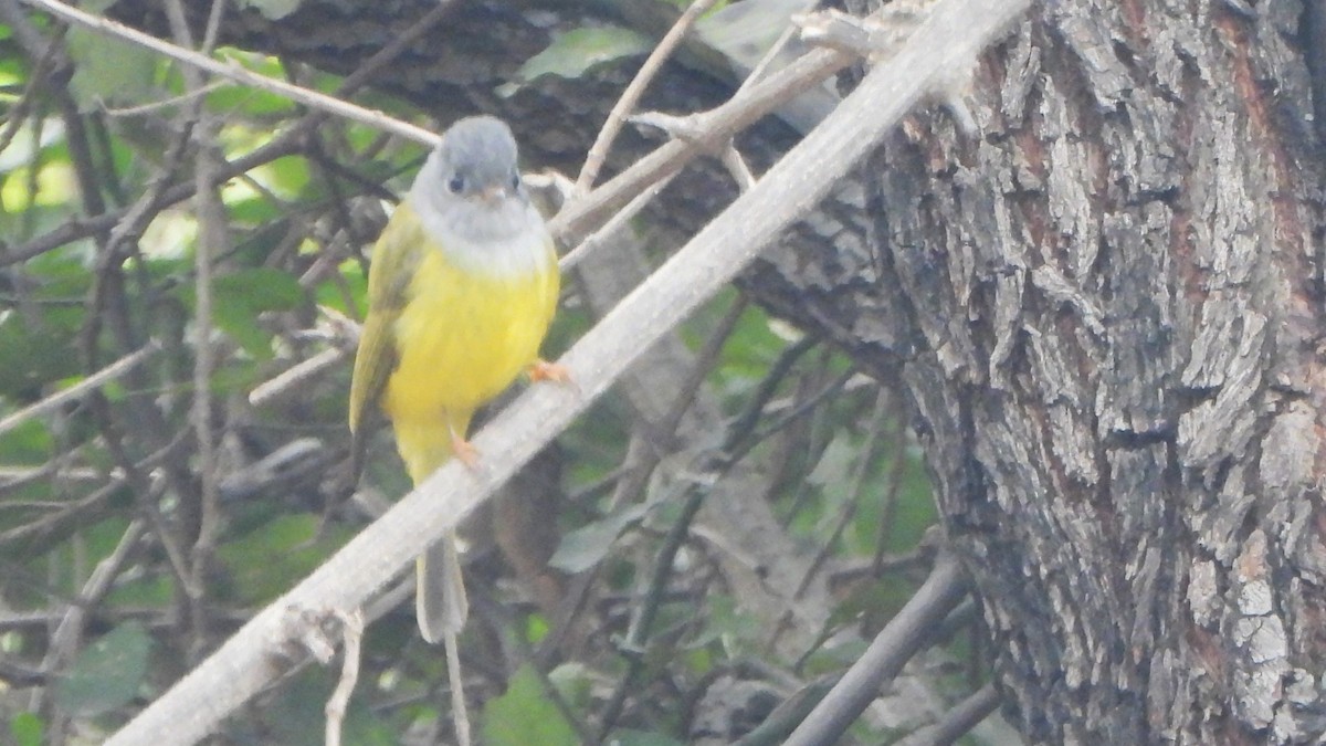 Gray-headed Canary-Flycatcher - ML614843981