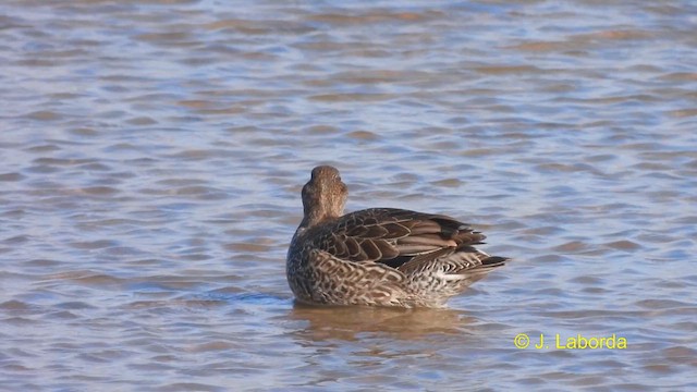 Green-winged Teal - ML614844028